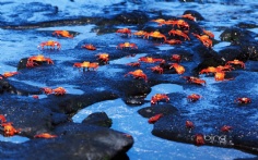 GalapagosCrabs1920x12007-5-2011 11_16_07 AM Bing Desktop